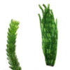 Hugo Kamishi XL Plant Green 95cm -Hozelocks Aquas Store hugo kamishi XL Large Plant Green 3 95cm 08518.1607001264