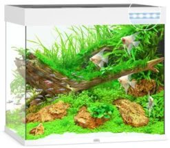 Juwel Lido 200 LED Aquarium And Cabinet White -Hozelocks Aquas Store lido 200 white LED 15503.1572004424