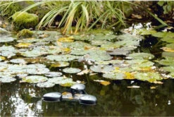 Oase Swimskim 50 -Hozelocks Aquas Store swimskim25a 81688 47745.1490965400