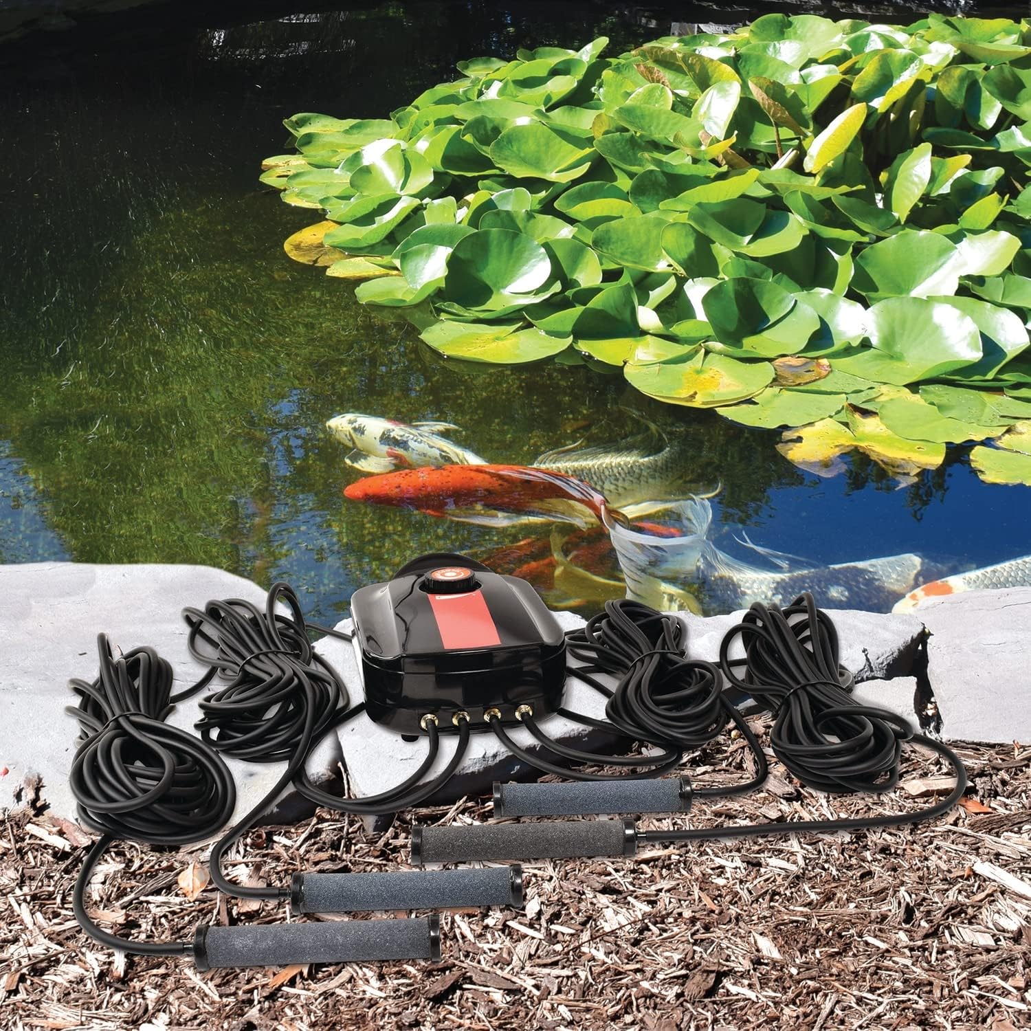 Hozelocks Aquas Store -Hozelocks Aquas Store 81zN4BSIK L